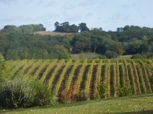 Vigne à l'automne                    