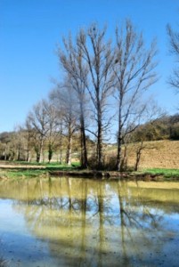 arbres Fotor         