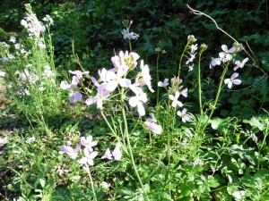 cardamine        