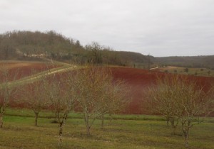 truffe 10001                   
