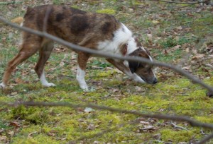 truffe 10003                   