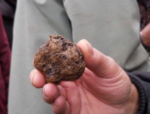truffe 10004                   