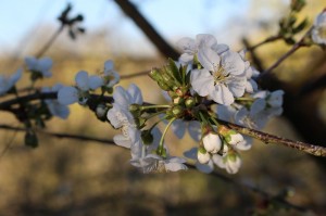 IMG_5453 (Copier)    