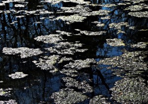 Lentilles sur l'eau (Copier)    