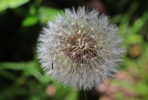 IMG_6651 (Copier) 