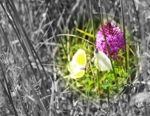 IMG_6666 (Copier) 
