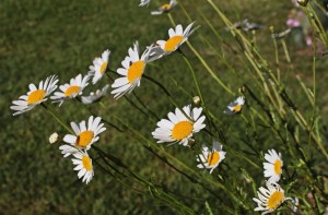 IMG_6713 (Copier) 