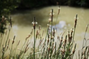IMG_7464 (Copier) 