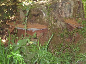 atelier photos 21 Mai 2019 005 (Copier)