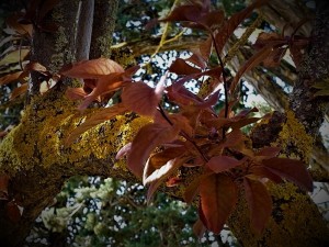 s 07 (3) - Copie