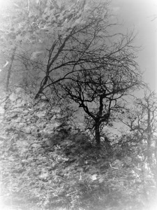 s 37 (3) - Copie