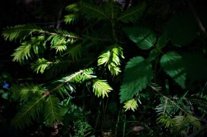 190625-533p-feuillg,lum