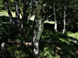 190625-570p-bouleaux