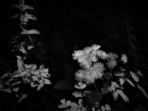 190626-664p2-fl bl 664