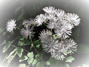 190626-665p1-fl bl 665