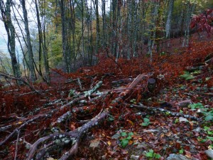 151014-181c-bois,forêt        