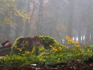 151014-192c-tronc vert        