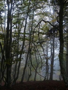 151014-203c-arbr, brume