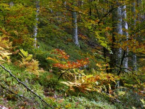 151014-274c-sous-bois        