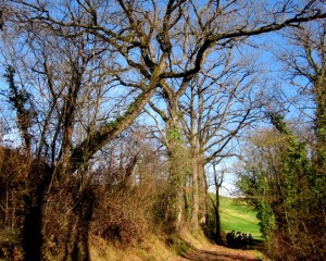 170216-63p1-sentier sous les arbres        