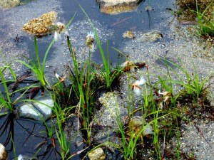 170628-488b-etang