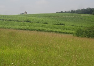 Blaziert (28)        