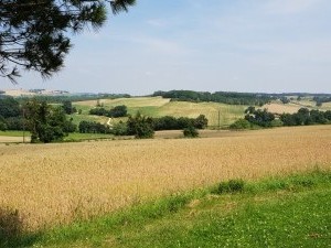 Blaziert (37)        