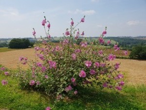 Blaziert (38)        