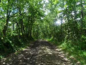 Bois de Tulle (2)