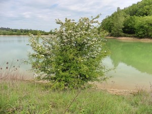 lac + arbuste_Fotor  
