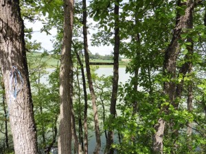 lac et arbres_Fotor  
