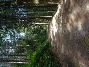 Brusque (2) 