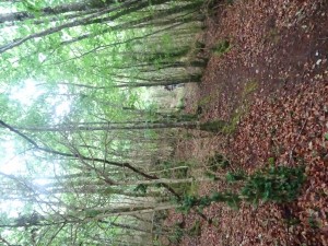 Brusque (6) 