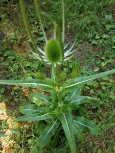 IMG-20220628-WA0006