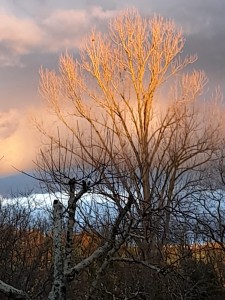 IMG-20210319-WA0008     