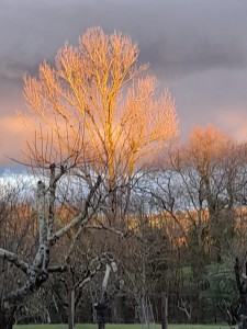 IMG-20210319-WA0010     