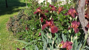 -Iris