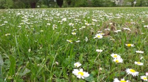 Champ de marguerites  