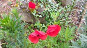 Coquelicots  