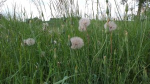 Fleurs de salsifis sauvage    