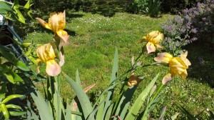 Iris    