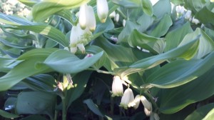 Muguet des jardins  