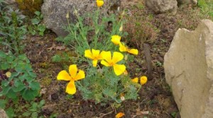 Pavot Californie    