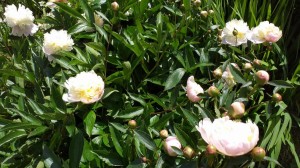Pivoines    