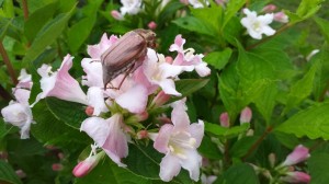 Scarabée sur fleur de wégélia    