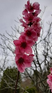 brugnonier en fleur 1  