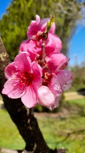 brugnonier en fleur 2  