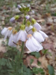 cardamine 1  