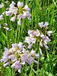 cardamine 2  
