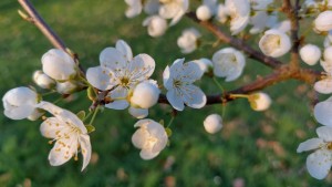 cerisier en fleur 2  